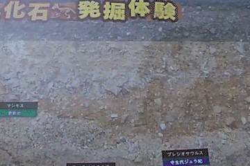 化石発掘