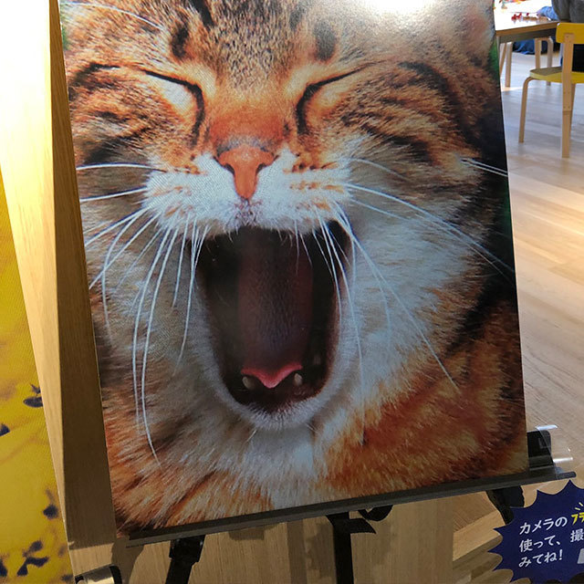 企画展 トリックアート